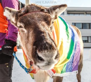 Poro sateenkaariviitta päällä